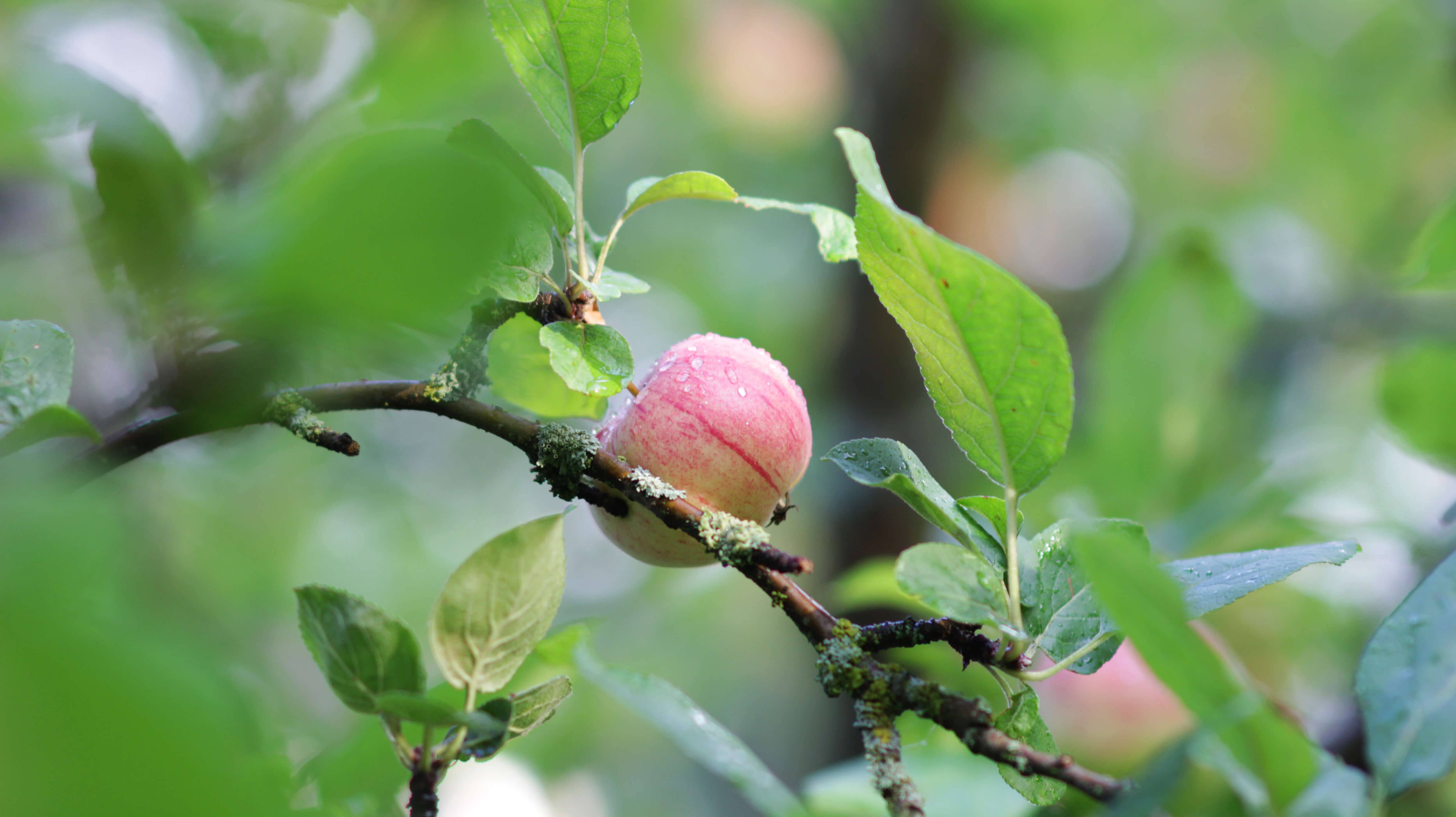 alt text apple